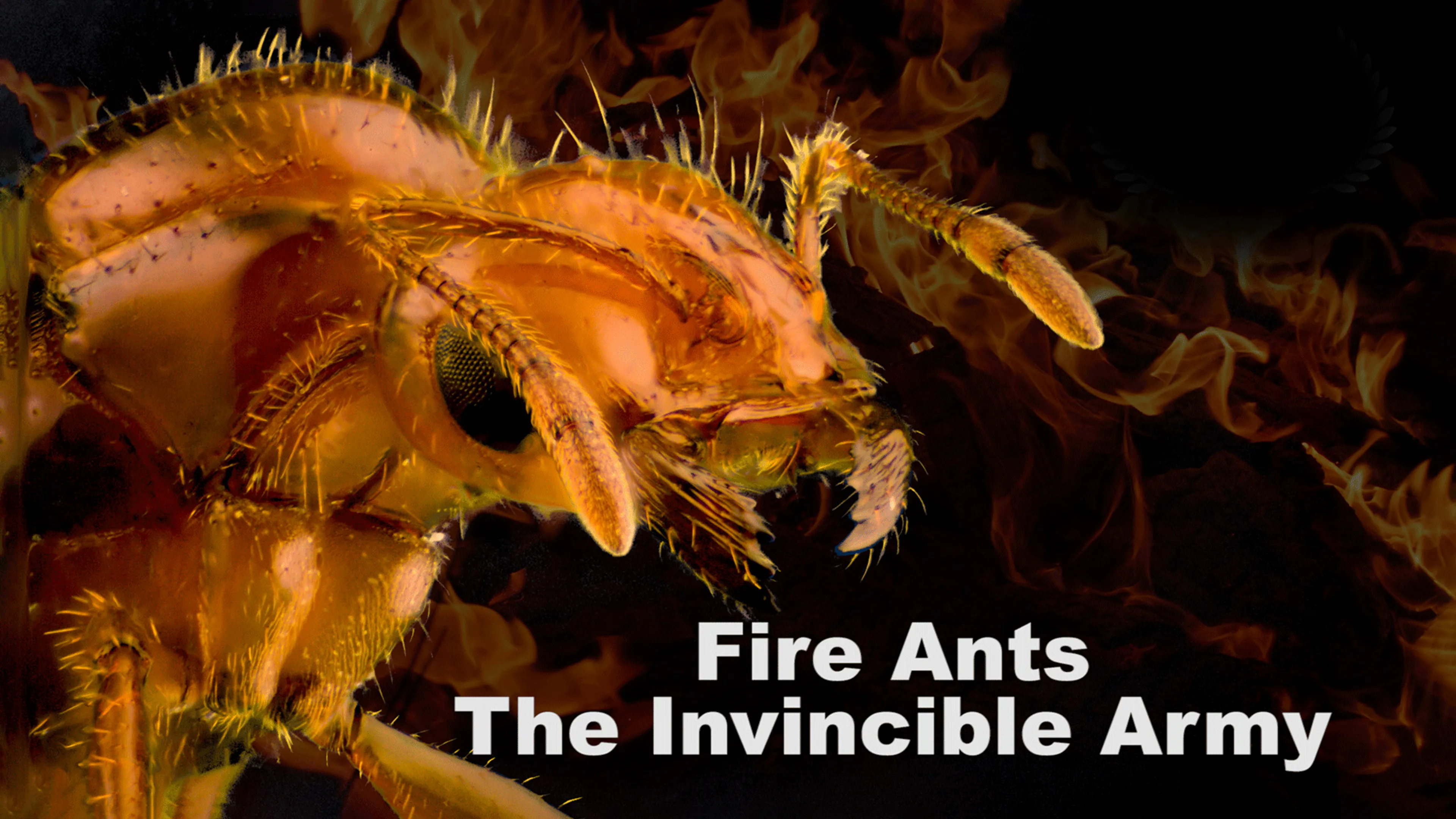 Fire Ants: The Invincible Army poster